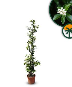 Jasmin toscan, Trachelospermum Jasminoides, 120 cm, plante grimpante, résistante au froid, classe A +