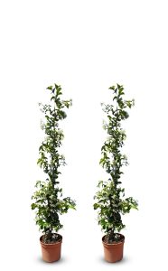 Jasmin toscan - 2 pièces de jasmin, jasmin toscan, Trachelospermum Jasminoides, 120 cm, plante grimpante, résistant au froid, A +
