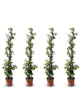 Jasmin toscan - 4 pièces de jasmin, jasmin toscan, Trachelospermum Jasminoides, 120 cm, plante grimpante, résistant au froid, A +