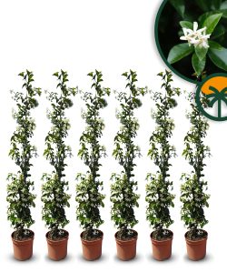 Jasmin toscan - 6 pièces de jasmin, jasmin toscan, Trachelospermum Jasminoides, 120 cm, plante grimpante, résistant au froid, A +