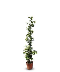 Jasmin toscan, Trachelospermum Jasminoides, 120 cm, plante grimpante, résistante au froid, classe A +