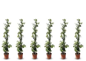 Jasmin toscan - 6 pièces de jasmin, jasmin toscan, Trachelospermum Jasminoides, 120 cm, plante grimpante, résistant au froid, A +