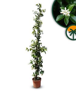Jasmin toscan, Trachelospermum Jasminoides, 160 cm, plante grimpante, résistante au froid, classe A +