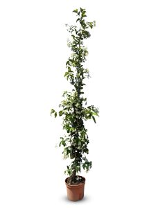 Jasmin toscan, Trachelospermum Jasminoides, 160 cm, plante grimpante, résistante au froid, classe A +