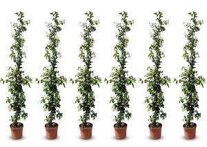 Jasmin toscan - 6 pièces de jasmin, jasmin toscan, Trachelospermum Jasminoides, 160 cm, plante grimpante, résistant au froid, A +