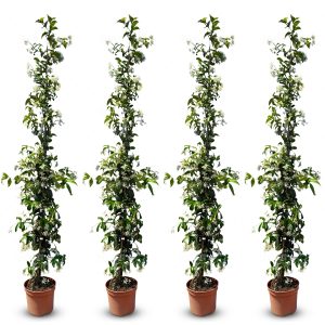 Jasmin toscan - 4 pièces de jasmin, jasmin toscan, Trachelospermum Jasminoides, 160 cm, plante grimpante, résistant au froid, A +
