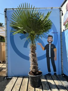 Palmier - Trachycarpus Fortunei - Palmier en éventail de Chine - Palmier à chanvre - 200-220 cm Pot compris - Hauteur du tronc 60-80 cm