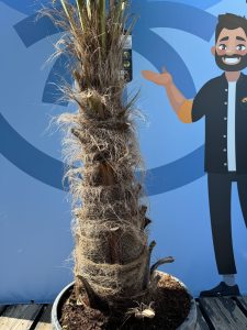 Palmier - Trachycarpus Fortunei - Palmier en éventail de Chine - Palmier à chanvre - 200-220 cm Pot compris - Hauteur du tronc 60-80 cm