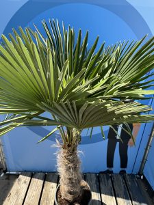 Palmier - Trachycarpus Fortunei - Palmier en éventail de Chine - Palmier à chanvre - 200-220 cm Pot compris - Hauteur du tronc 60-80 cm
