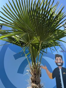 Palmier - Trachycarpus Fortunei - Palmier en éventail de Chine - Palmier à chanvre - 200-220 cm Pot compris - Hauteur du tronc 60-80 cm