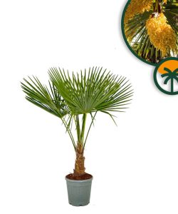 Palmier - Trachycarpus Fortunei - Palmier en éventail de Chine - Palmier à chanvre - 120-140 cm Pot compris - Hauteur du tronc 20-30 cm