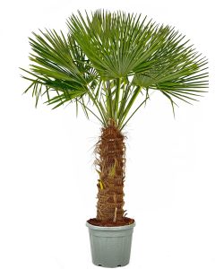 Palmier - Trachycarpus Fortunei - Palmier en éventail de Chine - Palmier à chanvre - 220-240 cm Pot compris - Hauteur du tronc 80-100 cm