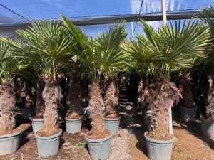 Palmier - Trachycarpus Fortunei - Palmier en éventail de Chine - Palmier à chanvre - 220-240 cm Pot compris - Hauteur du tronc 80-100 cm