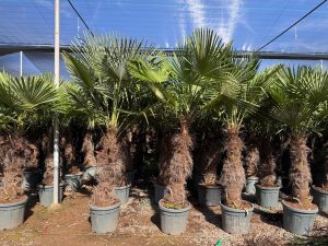 Palmier - Trachycarpus Fortunei - Palmier en éventail de Chine - Palmier à chanvre - 220-240 cm Pot compris - Hauteur du tronc 80-100 cm