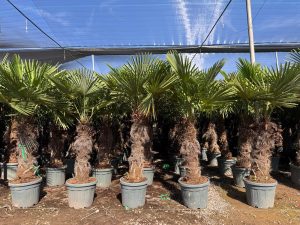 Palmier - Trachycarpus Fortunei - Palmier en éventail de Chine - Palmier à chanvre - 220-240 cm Pot compris - Hauteur du tronc 80-100 cm