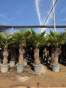 Palmier - Trachycarpus Fortunei - Palmier en éventail de Chine - Palmier à chanvre - 220-240 cm Pot compris - Hauteur du tronc 80-100 cm