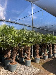 Palmier - Trachycarpus Fortunei - Palmier en éventail de Chine - Palmier à chanvre - 220-240 cm Pot compris - Hauteur du tronc 80-100 cm