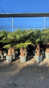 Palmier - Trachycarpus Fortunei - Palmier en éventail de Chine - Palmier à chanvre - 140-160 cm Pot compris - Hauteur du tronc 40-50 cm