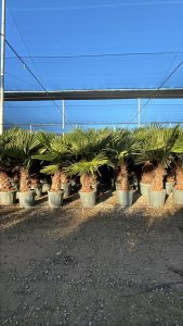 Palmier - Trachycarpus Fortunei - Palmier en éventail de Chine - Palmier à chanvre - 140-160 cm Pot compris - Hauteur du tronc 40-50 cm