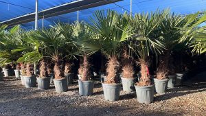 Palmier - Trachycarpus Fortunei - Palmier en éventail de Chine - Palmier à chanvre - 140-160 cm Pot compris - Hauteur du tronc 40-50 cm