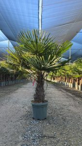 Palmier - Trachycarpus Fortunei - Palmier en éventail de Chine - Palmier à chanvre - 140-160 cm Pot compris - Hauteur du tronc 40-50 cm