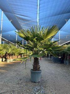 Palmier - Trachycarpus Fortunei - Palmier en éventail de Chine - Palmier à chanvre - 140-160 cm Pot compris - Hauteur du tronc 40-50 cm