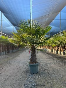 Palmier - Trachycarpus Fortunei - Palmier en éventail de Chine - Palmier à chanvre - 140-160 cm Pot compris - Hauteur du tronc 40-50 cm