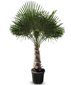 Palmier - Trachycarpus Fortunei - Palmier en éventail de Chine - Palmier à chanvre - 200-220 cm Pot compris - Hauteur du tronc 60-80 cm