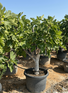 Figuier - 40 ans - Arbres fruitiers - Calabacita Blanca (Ficus carica) - Figuier résistant au froid - Jardin - 180 cm avec pot