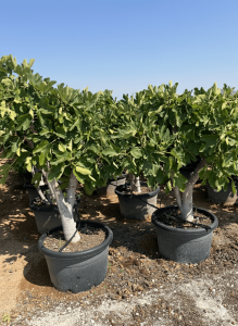 Figuier - 40 ans - Arbres fruitiers - Calabacita Blanca (Ficus carica) - Figuier résistant au froid - Jardin - 180 cm avec pot
