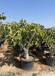 Figuier - 40 ans - Arbres fruitiers - Calabacita Blanca (Ficus carica) - Figuier résistant au froid - Jardin - 180 cm avec pot