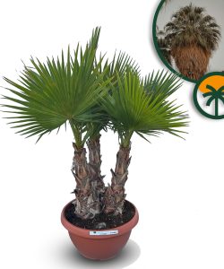 Palmier Washingtonia Robusta - Tronc Multi - 220 cm avec pot - Palmier éventail mexicain