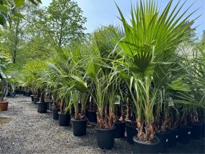 Palmier - Washingtonia Robusta - Multi-tronc - 140-160 centimètres avec pot - Palmier éventail mexicain
