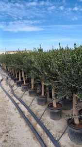 Olive « 30 ans » 190 cm, qualité A+, résistant au froid, Olea Lechin