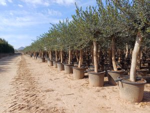 Olive « 30 ans » 190 cm, qualité A+, résistant au froid, Olea Lechin