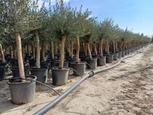 Olive « 30 ans » 190 cm, qualité A+, résistant au froid, Olea Lechin