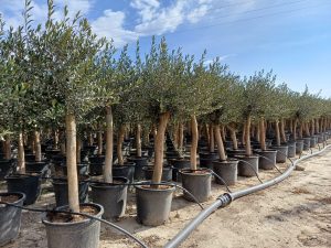 Olive « 30 ans » 190 cm, qualité A+, résistant au froid, Olea Lechin