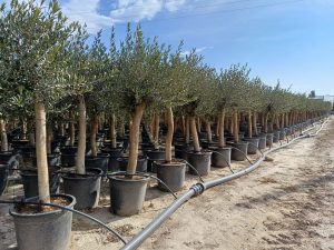 Olive « 30 ans » 190 cm, qualité A+, résistant au froid, Olea Lechin