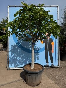 Figuier - 30 ans - Ficus Carcia - Arbres fruitiers - Brown Turkey - Figuier rustique - Jardin - 220 cm pot compris