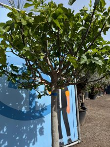 Figuier - 30 ans - Ficus Carcia - Arbres fruitiers - Brown Turkey - Figuier rustique - Jardin - 220 cm pot compris