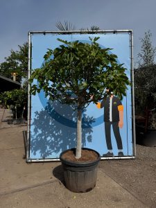 Figuier - 30 ans - Ficus Carcia - Arbres fruitiers - Brown Turkey - Figuier rustique - Jardin - 220 cm pot compris