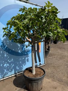 Figuier - 30 ans - Ficus Carcia - Arbres fruitiers - Brown Turkey - Figuier rustique - Jardin - 220 cm pot compris