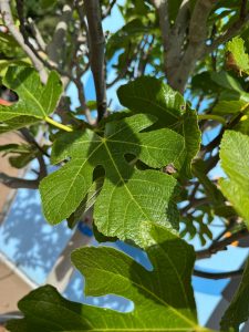 Figuier - 30 ans - Ficus Carcia - Arbres fruitiers - Brown Turkey - Figuier rustique - Jardin - 220 cm pot compris