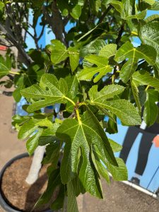 Figuier - 30 ans - Ficus Carcia - Arbres fruitiers - Brown Turkey - Figuier rustique - Jardin - 220 cm pot compris