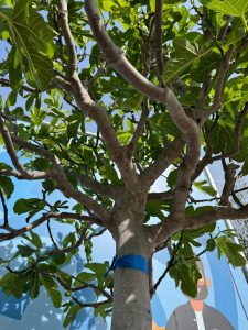 Figuier - 30 ans - Ficus Carcia - Arbres fruitiers - Brown Turkey - Figuier rustique - Jardin - 220 cm pot compris