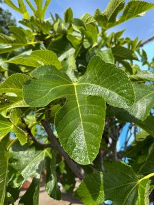 Figuier - 30 ans - Ficus Carcia - Arbres fruitiers - Brown Turkey - Figuier rustique - Jardin - 220 cm pot compris