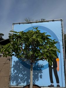 Figuier - 30 ans - Ficus Carcia - Arbres fruitiers - Brown Turkey - Figuier rustique - Jardin - 220 cm pot compris