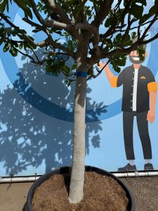 Figuier - 30 ans - Ficus Carcia - Arbres fruitiers - Brown Turkey - Figuier rustique - Jardin - 220 cm pot compris