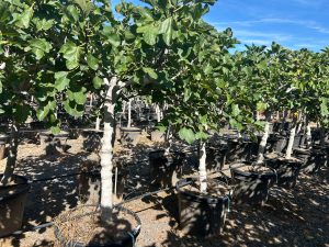 Figuier - 25 ans - Ficus Carcia - Arbres fruitiers - Brown Turkey - Figuier rustique - Jardin - 210 cm pot compris