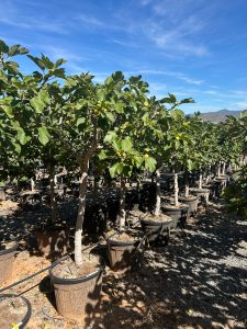 Figuier - 25 ans - Ficus Carcia - Arbres fruitiers - Brown Turkey - Figuier rustique - Jardin - 210 cm pot compris